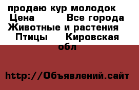 продаю кур молодок. › Цена ­ 320 - Все города Животные и растения » Птицы   . Кировская обл.